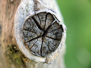 knorriges Astloch – Holzstruktur