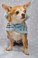 Chihuahua on a blue background