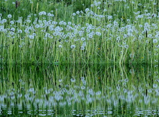 Pusteblumen – Aqua