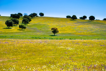 Flowers and Olive Trees in Andalusia.