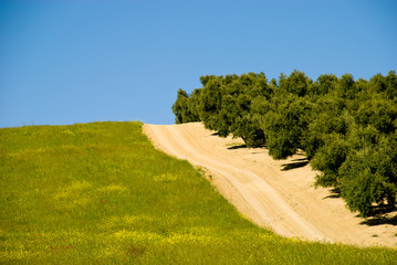 Spanish road with Olive trees