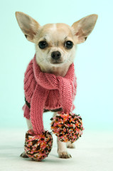 Chihuahua on a green background