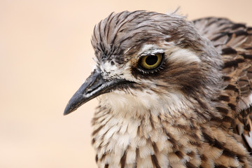 Burhinus grallarius-Oedicnème bridé