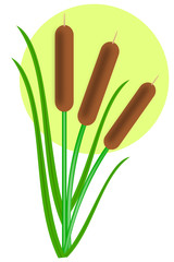 Three cattails with leaves
