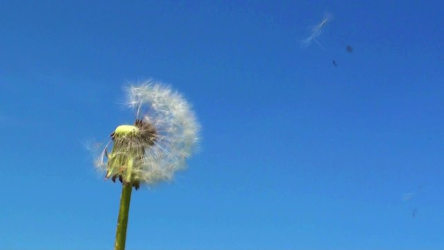 L&ouml;wenzahn/Pusteblume