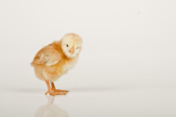 baby chicken