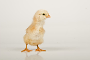 baby chicken