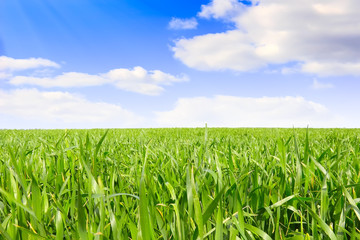 Beautiful landscape-green grass, the blue sky and white clouds.