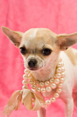 Chihuahua on a pink background
