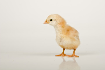 baby chicken