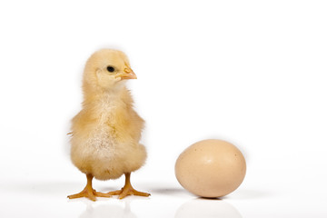 Fototapeta premium baby chicken