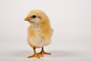 baby chicken