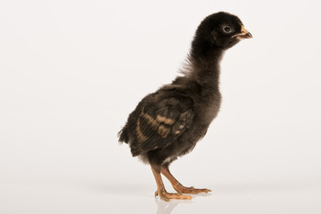 baby chicken