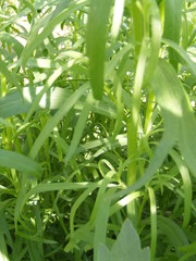 Obraz premium the grass