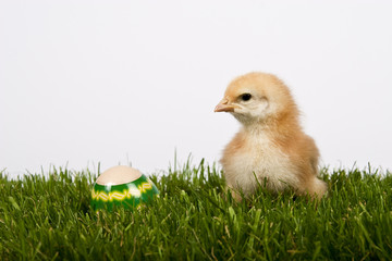 Baby chicken