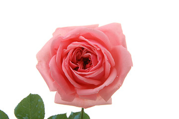 rose, symbole de l'amour passionné