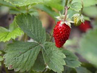 Wild strawberry