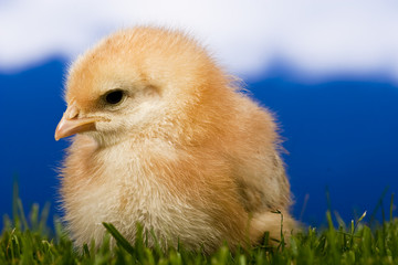 baby chicken