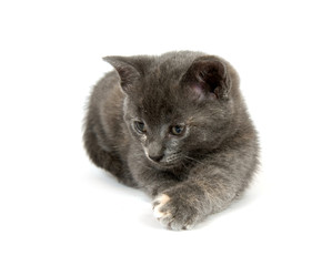 Gray kitten on a white background