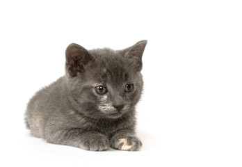 Gray kitten on a white background