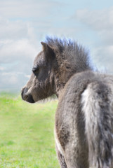 Miniature Horse Colt in Green Pasture against Blue Sky