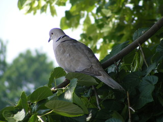 turtle-dove