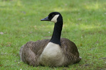 Kanadagans (Branta canadensis)