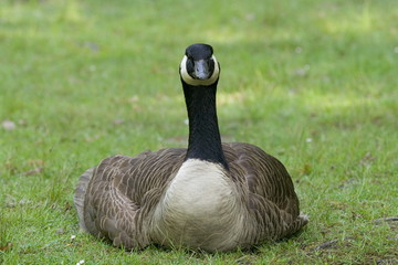 Kanadagans (Branta canadensis)