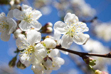 Spring cherry blossoms