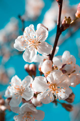 Spring cherry blossoms