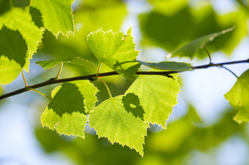 close-up birch green leaves season background