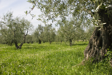 Olive grove