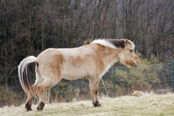 Obraz premium Pferd auf der Weide