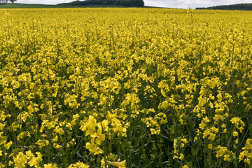 Raps, &Ouml;kologie, Biokraftstoff
