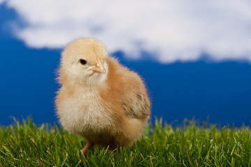 Baby chicken