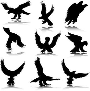 eagle in action illustration