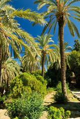 Fototapeta na wymiar Tropical palms in the park