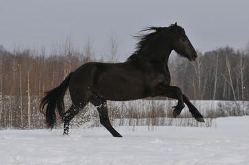Fototapeta na wymiar czarny koń działa galop na śniegu