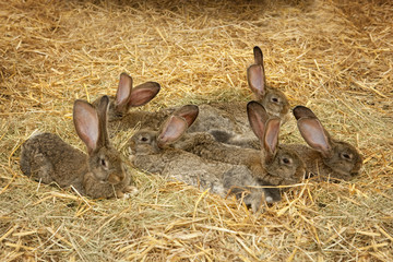 Hasenfalmilie