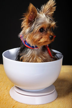 Hund in der K&uuml;chenwaage Portr&auml;t