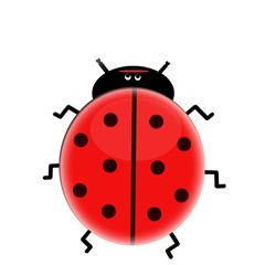 Sweet lady bug isolated on white