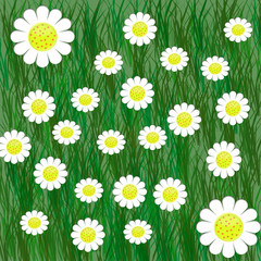 2D white flowers on green grass