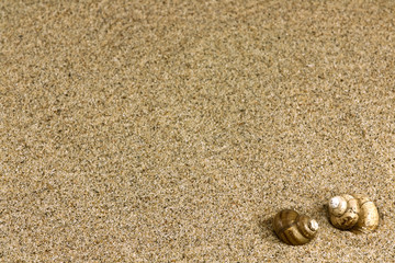 Fototapeta na wymiar sand and sea shells