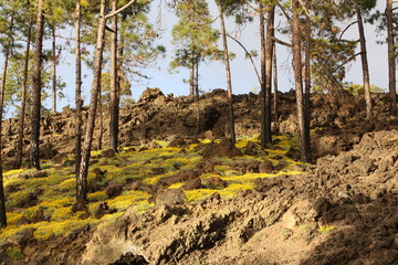 Gelbes Blütenmeer auf Teneriffa