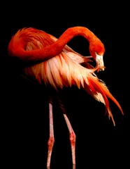 Tuinposter Flamingo flamingo