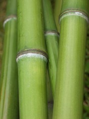 Obraz premium bambou