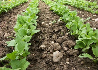 radis dans le potager