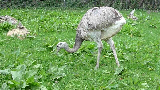 Pfau pickt im Gras