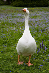 Single domestic goose (Anser anser domesticus)