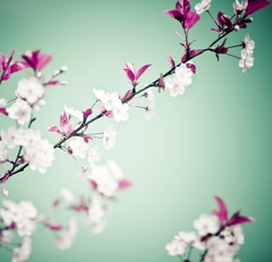 Fototapeta na wymiar Wiosna kwiatów tle